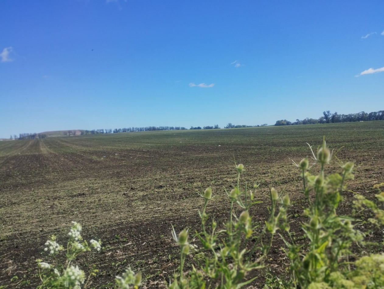 49 HECTAREAS DE CAMPO APTO PARA ACTIVIDAD AGRICOLA. MAR DEL PLATA. SOBR AVENIDA ANTARTIDA ARGENTINA. 